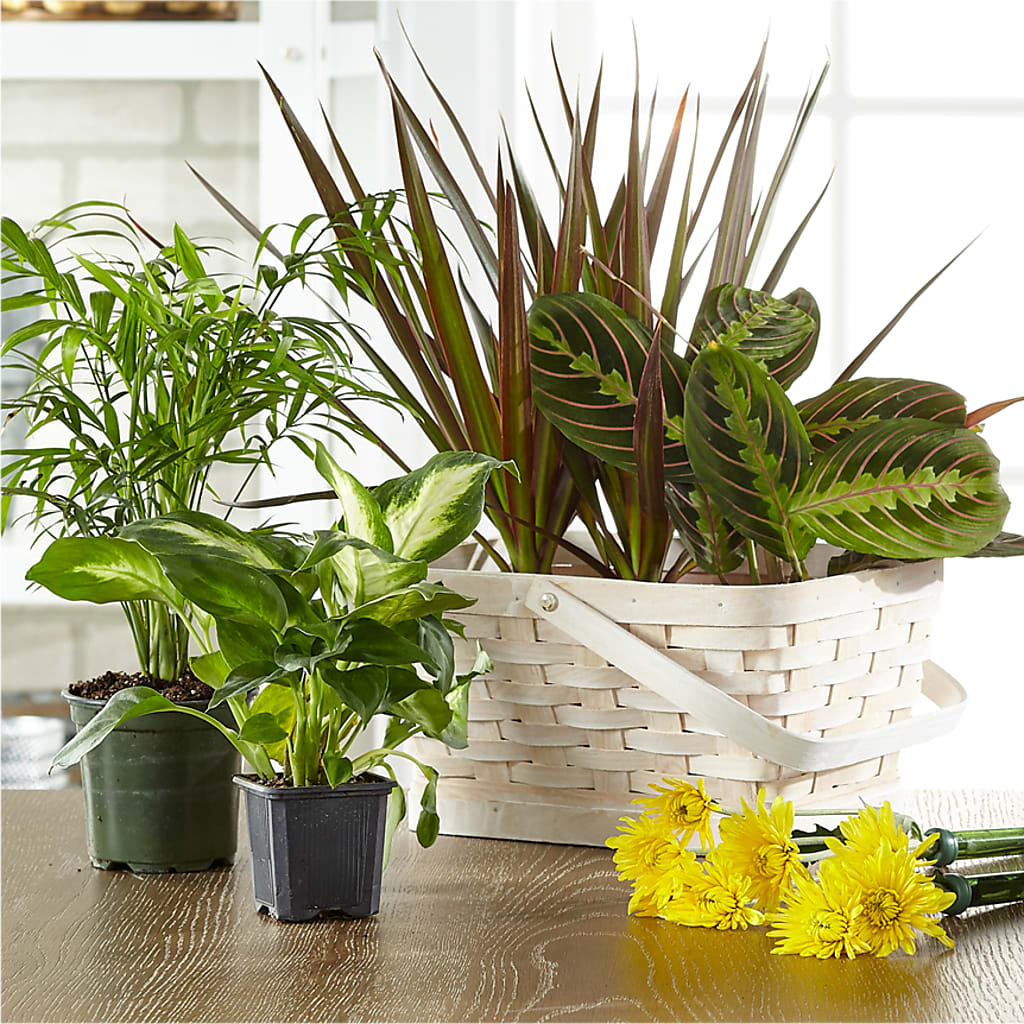 Florist Designed Blooming and Green Plants in a Basket – Davinci Flower Shop Ltd, Scarborough ON