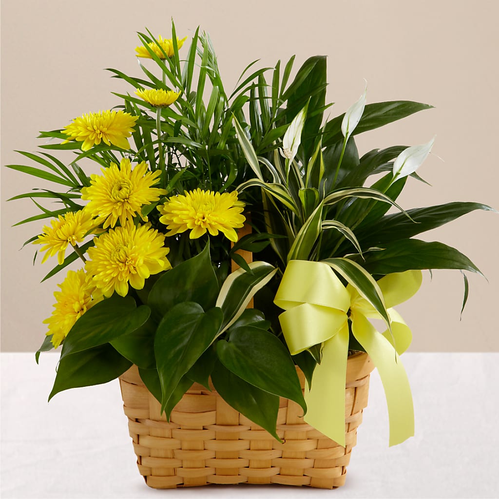 Loving Light Dishgarden – Davinci Flower Shop Ltd, Scarborough ON