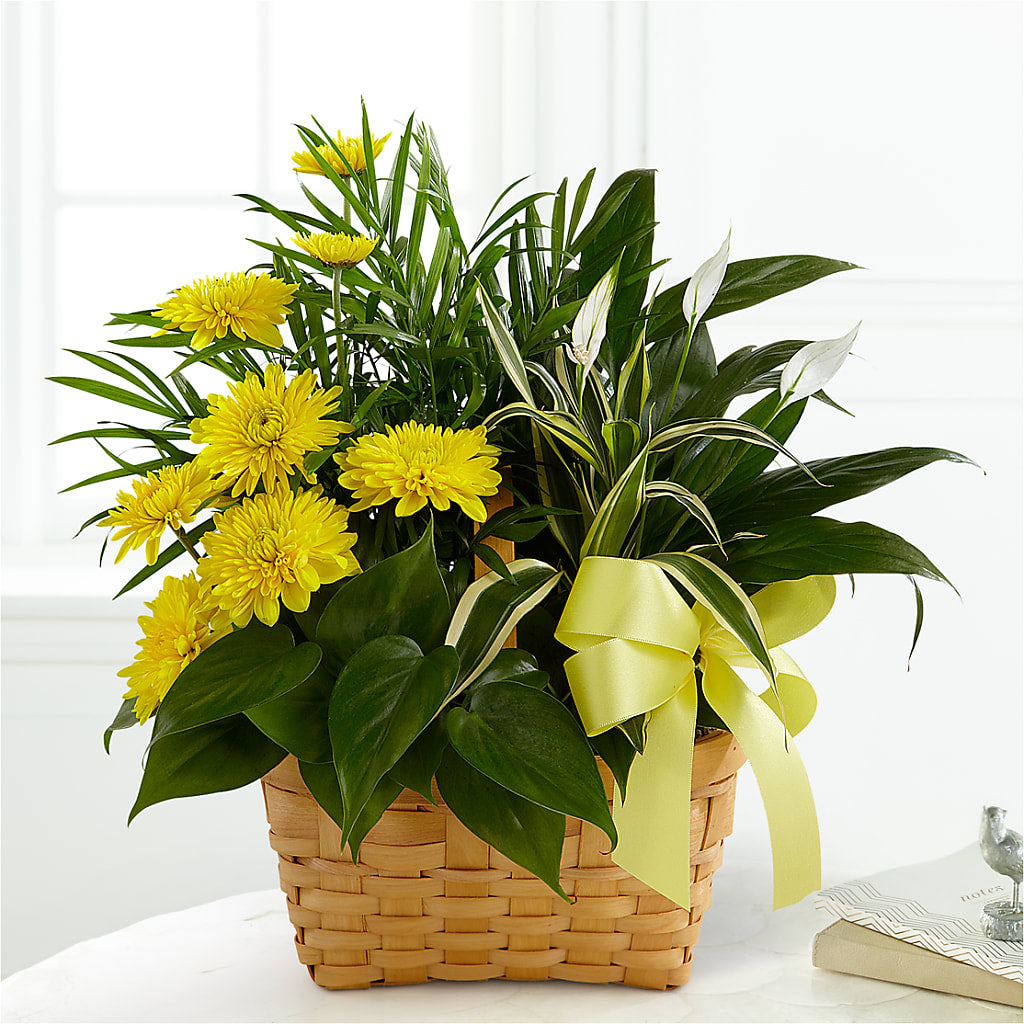 Loving Light Dishgarden – Davinci Flower Shop Ltd, Scarborough ON