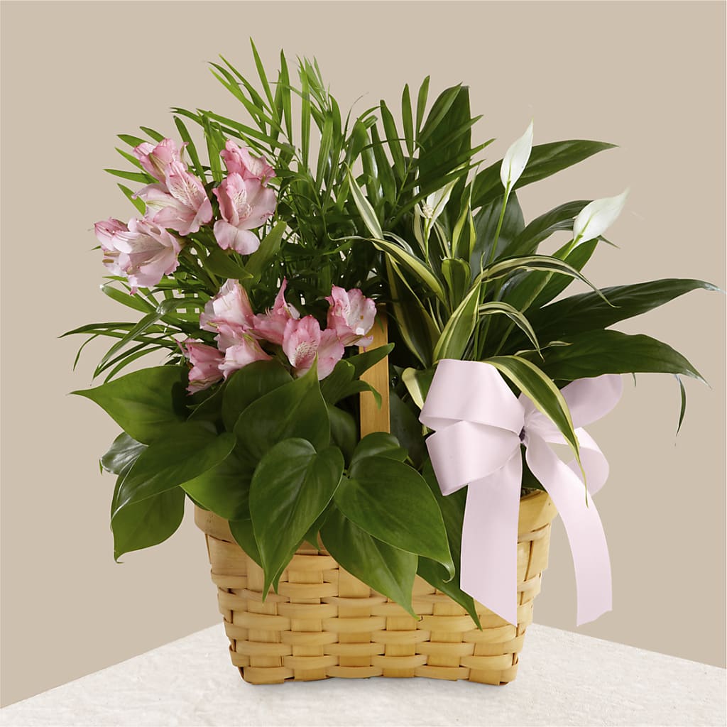 Living Spirit Dishgarden – Davinci Flower Shop Ltd, Scarborough ON