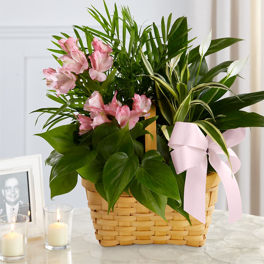 Living Spirit Dishgarden – Davinci Flower Shop Ltd, Scarborough ON