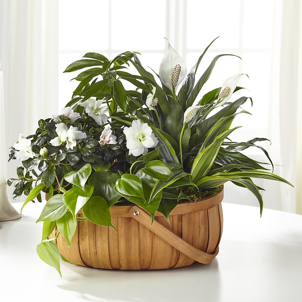 Serene Dishgarden – Davinci Flower Shop Ltd, Scarborough ON