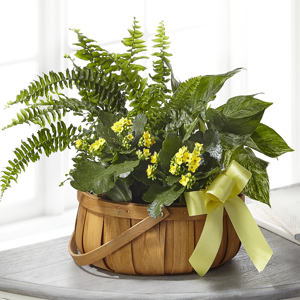 Always Dear Dishgarden – Davinci Flower Shop Ltd, Scarborough ON