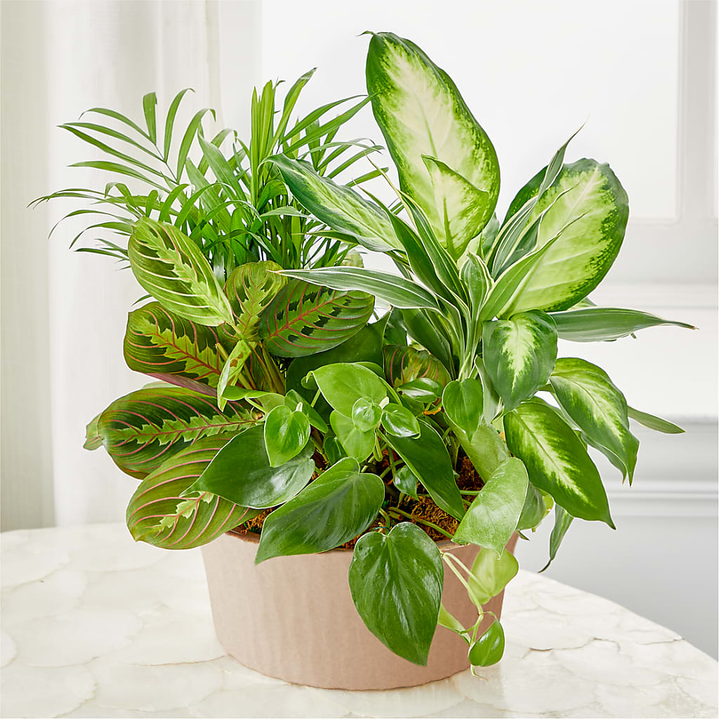 Balance & Harmony Dishgarden – Davinci Flower Shop Ltd, Scarborough ON