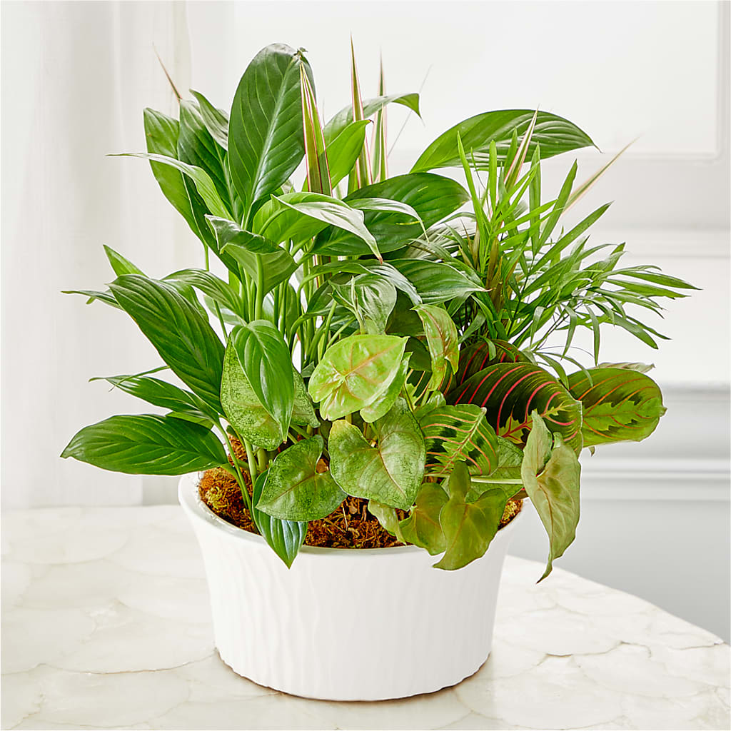 Balance & Harmony Dishgarden – Davinci Flower Shop Ltd, Scarborough ON