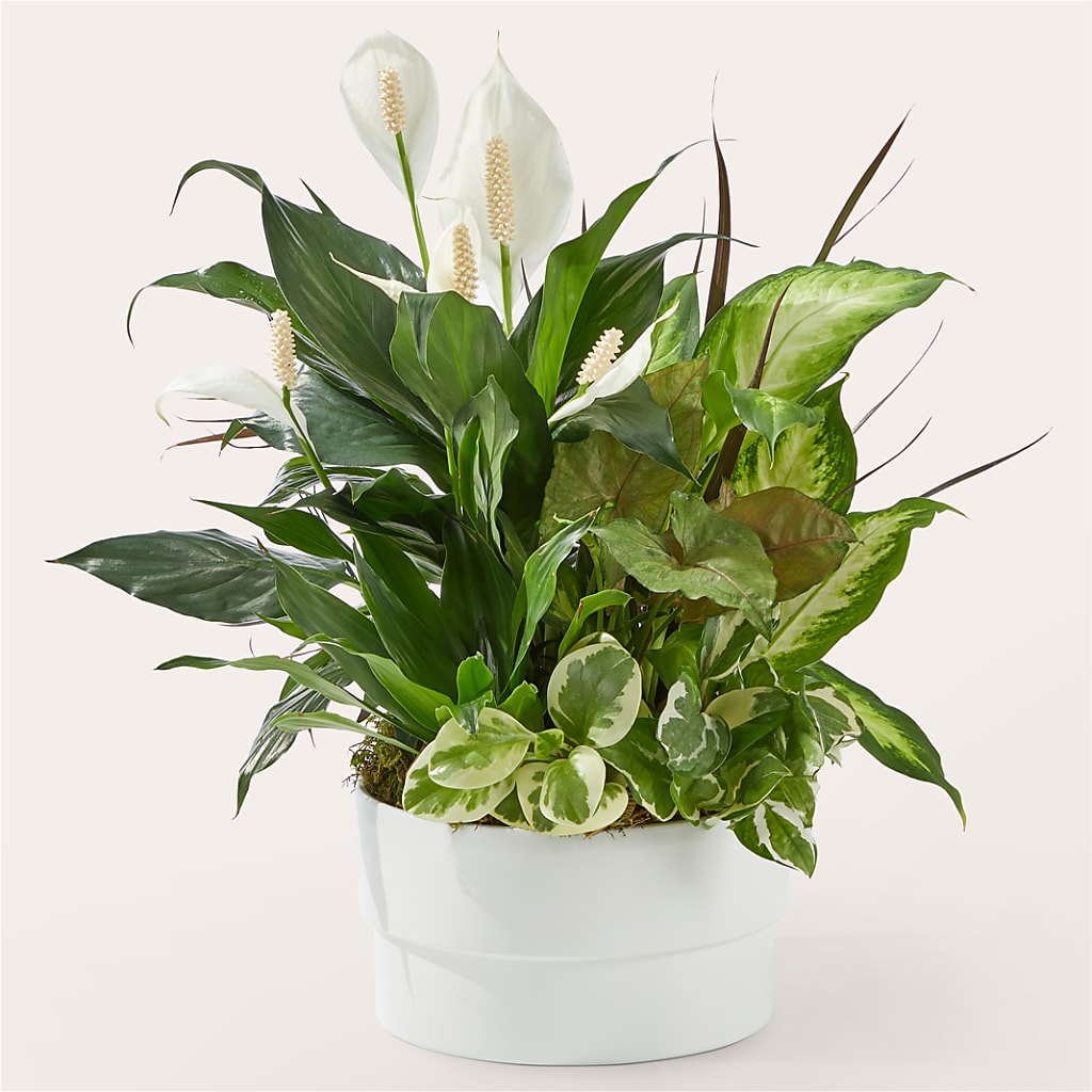 Radiating Positivity Dishgarden – Davinci Flower Shop Ltd, Scarborough ON