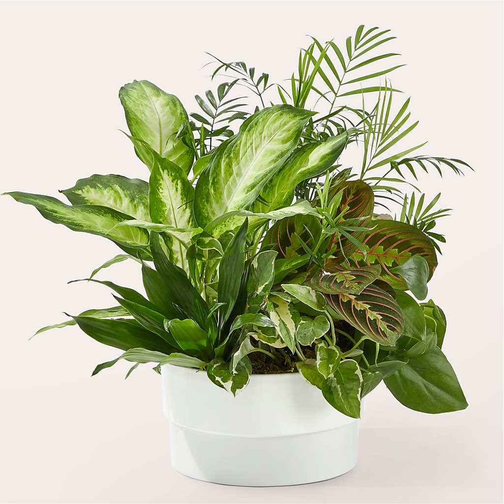 Radiating Positivity Dishgarden – Davinci Flower Shop Ltd, Scarborough ON