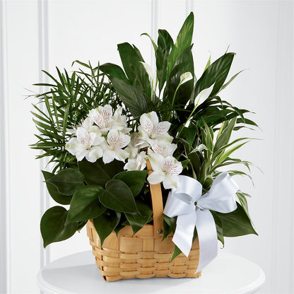 Peace & Serenity Dishgarden –  Davinci Flower Shop Ltd, Scarborough ON