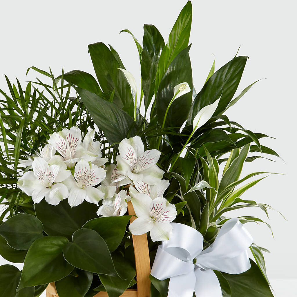 Peace & Serenity Dishgarden –  Davinci Flower Shop Ltd, Scarborough ON