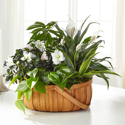 Serene Dishgarden –  Davinci Flower Shop Ltd, Scarborough ON