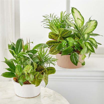 Balance & Harmony Dishgarden –  Davinci Flower Shop Ltd, Scarborough ON